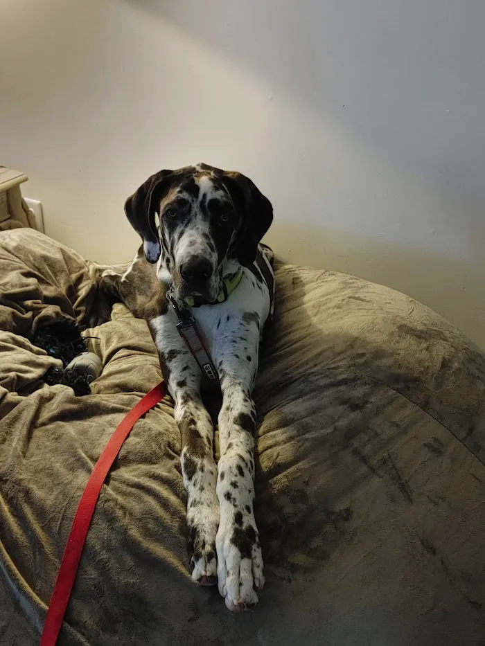 Meridian Veterinary Clinic & Hospital 12