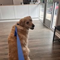 Shelby Street Animal Clinic ico