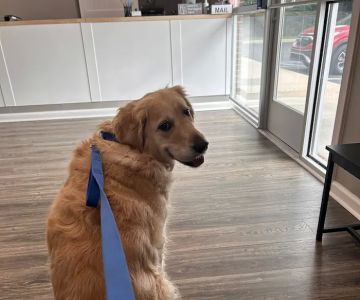 Shelby Street Animal Clinic