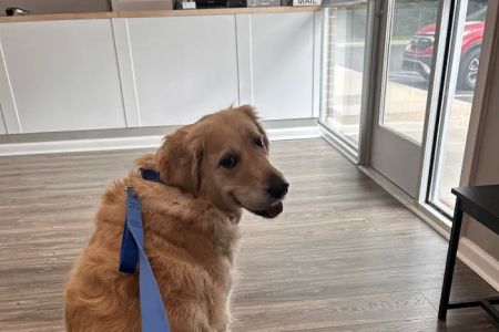 Shelby Street Animal Clinic