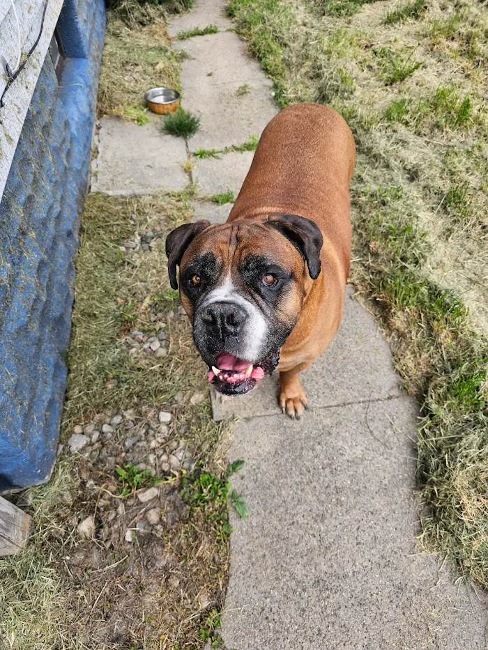Shelby Street Animal Clinic 12