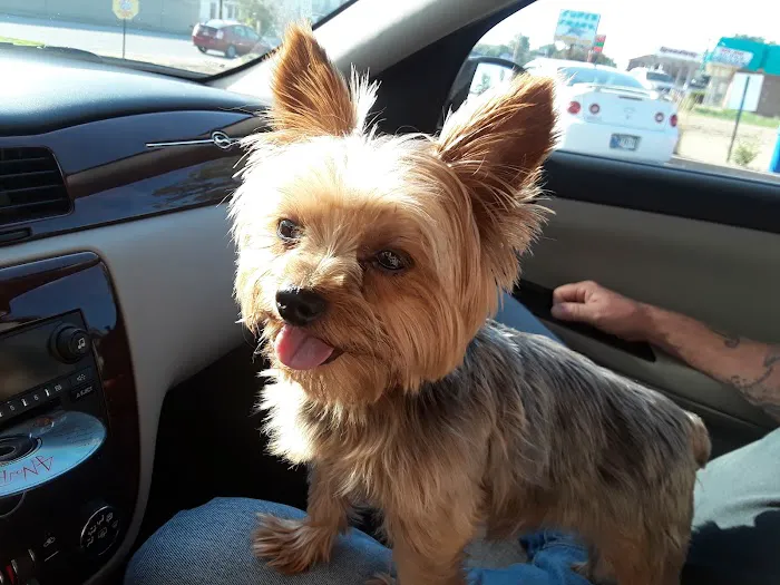 Shelby Street Animal Clinic 12