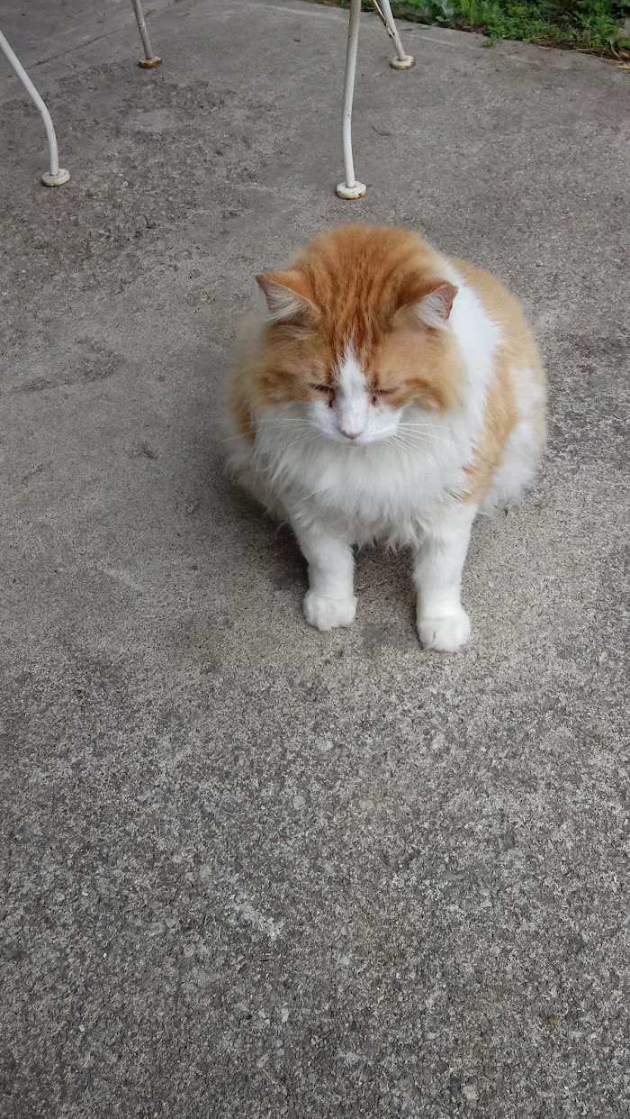 Shelby Street Animal Clinic 12