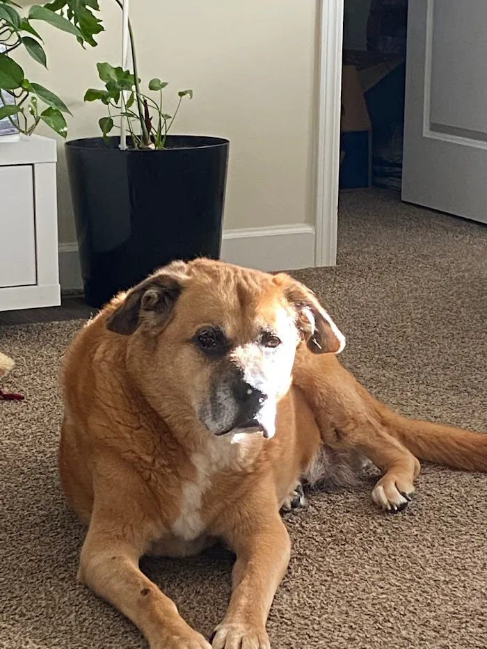Shelby Street Animal Clinic 12