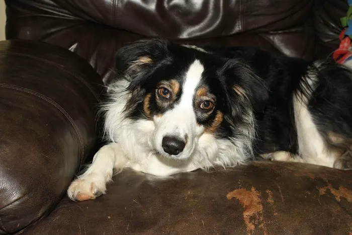 Shelby Street Animal Clinic 12