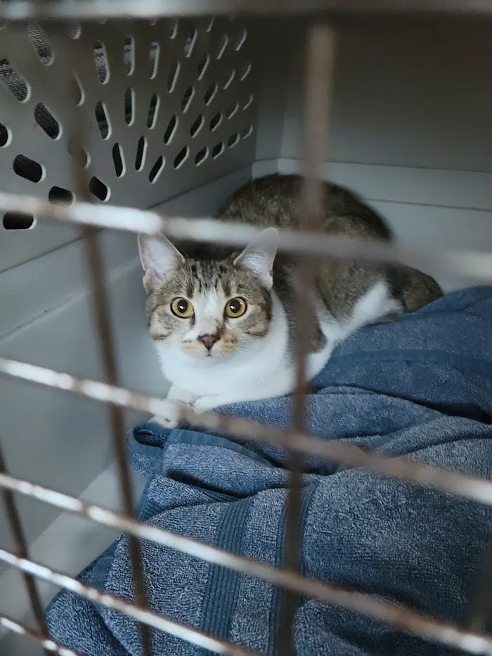 FACE Low-Cost Animal Clinic 12