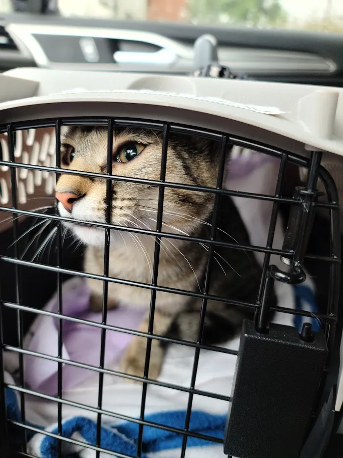 FACE Low-Cost Animal Clinic 12