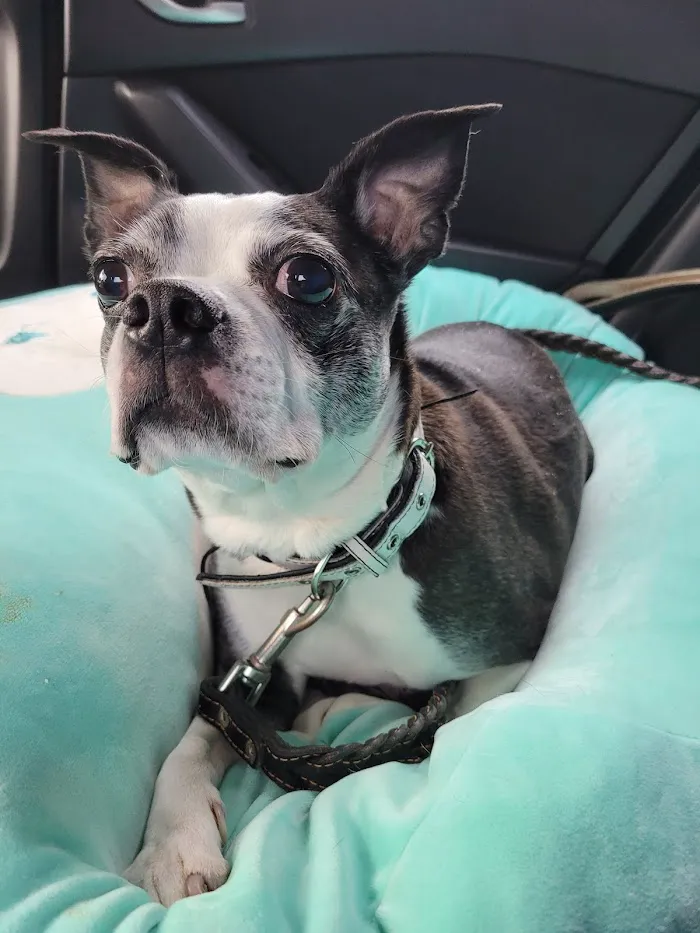 Noah's Stop 11 Animal Hospital 12
