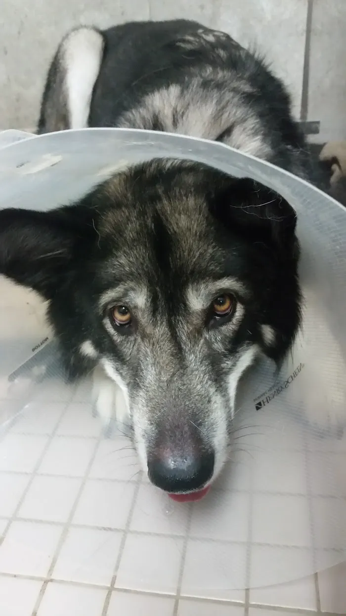 Noah's Stop 11 Animal Hospital 12