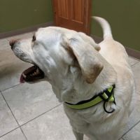 Noah's Stop 11 Animal Hospital ico