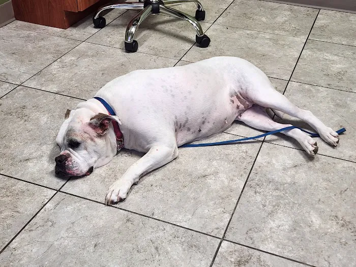 Noah's Stop 11 Animal Hospital 12