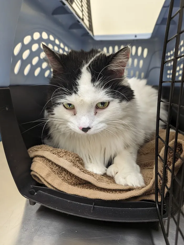 Indianapolis Animal Urgent Care 12
