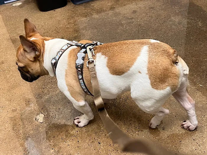 Indianapolis Animal Urgent Care 12