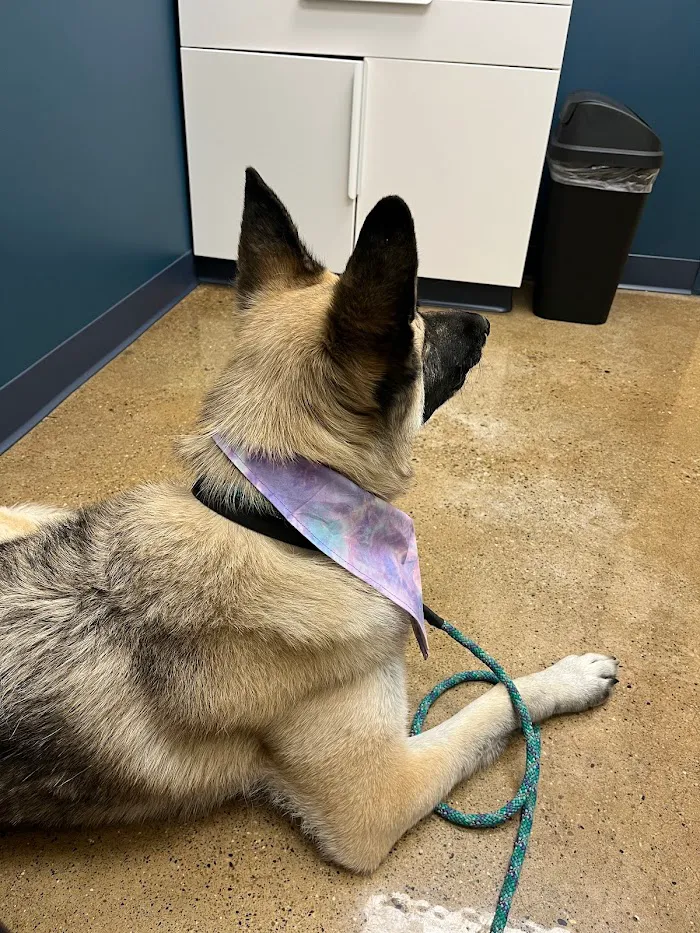 Indianapolis Animal Urgent Care 12