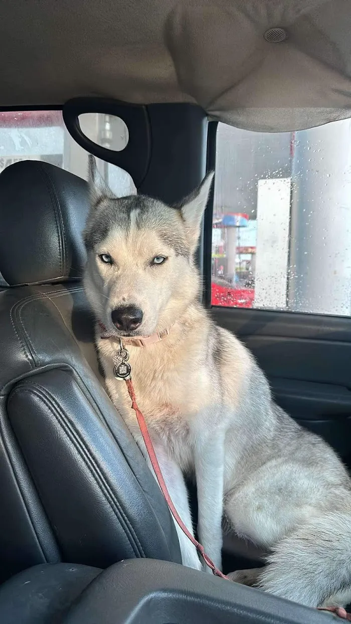 Indianapolis Animal Urgent Care 12
