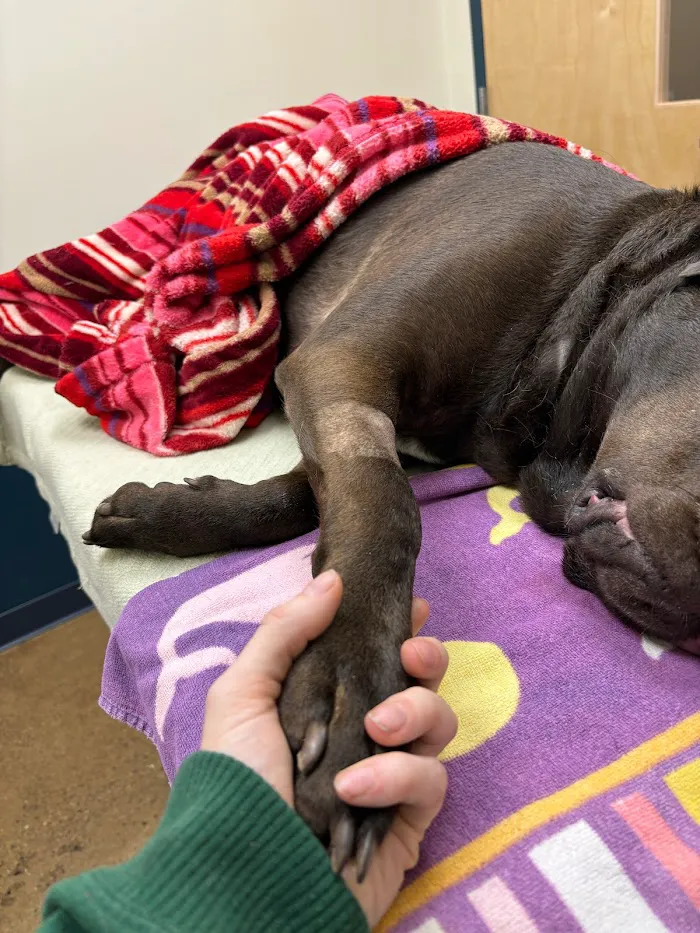 Indianapolis Animal Urgent Care 12