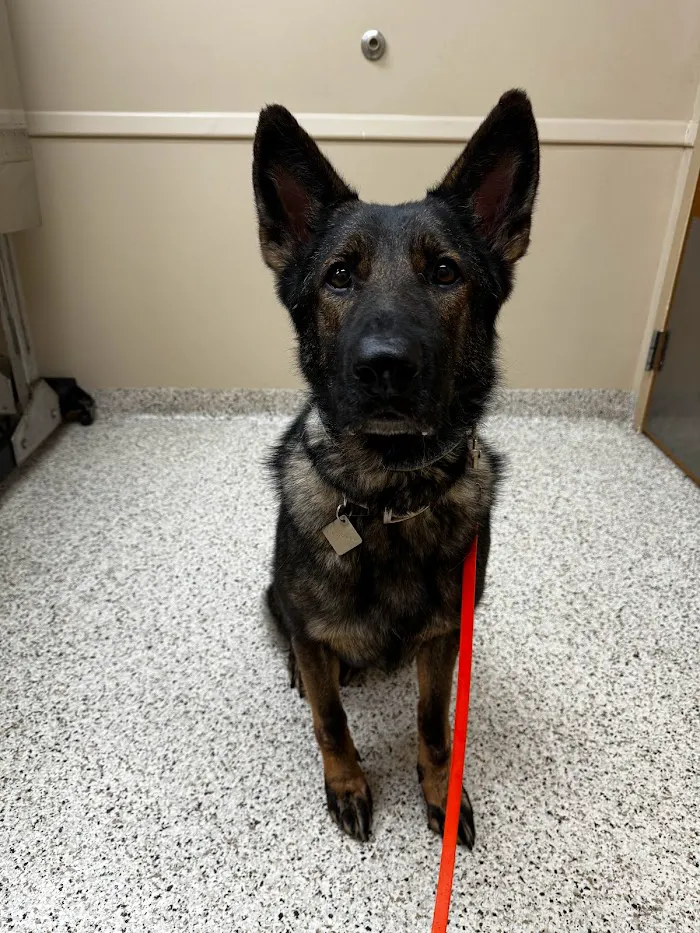 Brookville Road Animal Hospital 12
