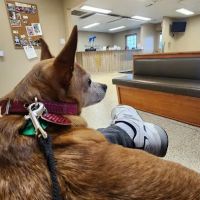 Brookville Road Animal Hospital ico