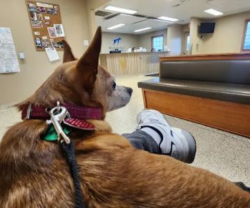 Brookville Road Animal Hospital