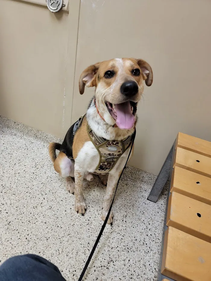 Brookville Road Animal Hospital 12