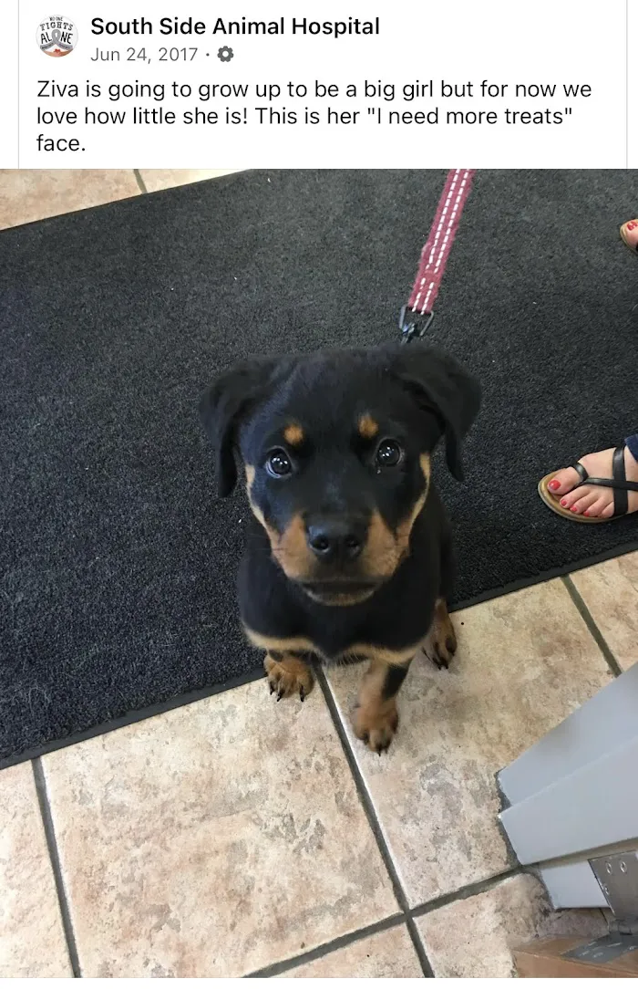 South Side Animal Hospital 12