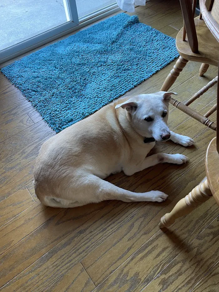South Side Animal Hospital 12