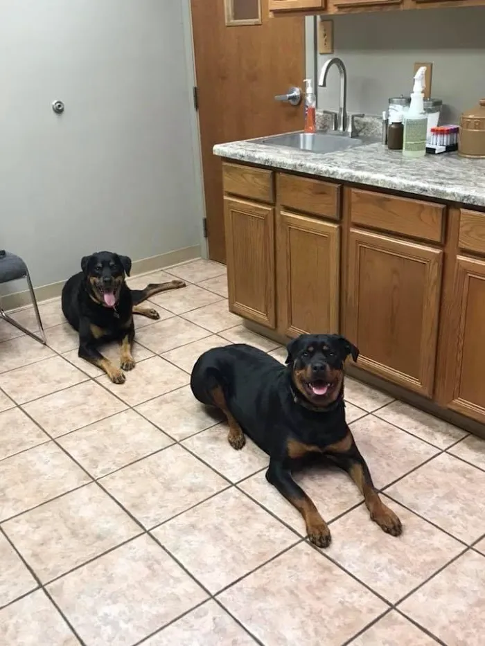 South Side Animal Hospital 12