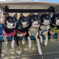South Side Animal Hospital ico