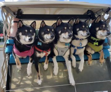 South Side Animal Hospital