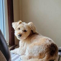 South 31 Veterinary Clinic ico