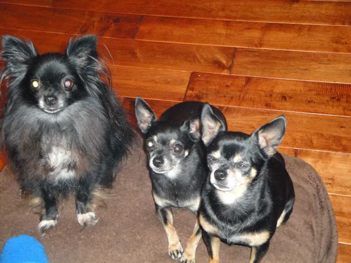 South 31 Veterinary Clinic 12
