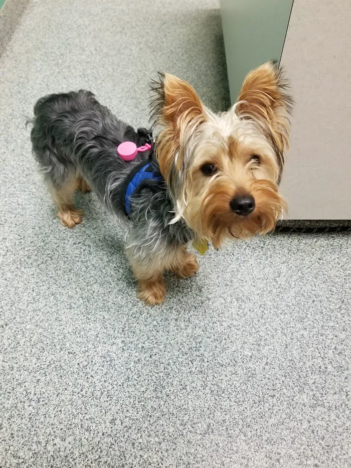 Noah's Animal Hospital & 24 HR Emergency Center 12