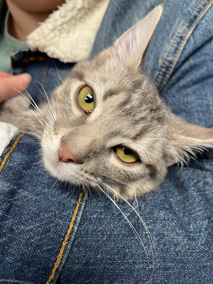 Noah's Animal Hospital & 24 HR Emergency Center 12