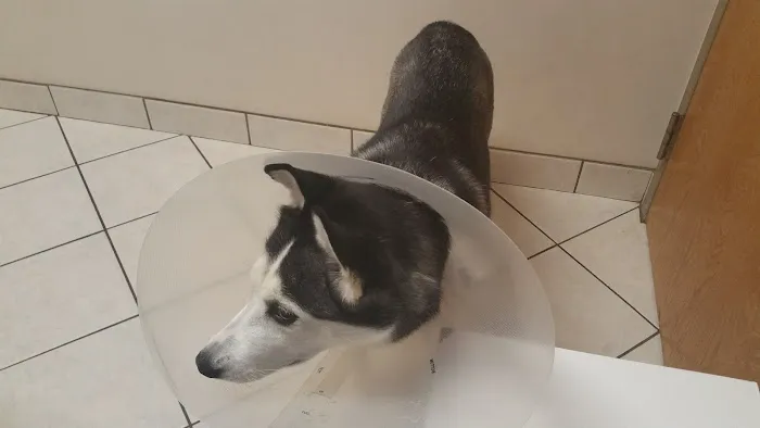 Noah's Animal Hospital & 24 HR Emergency Center 12