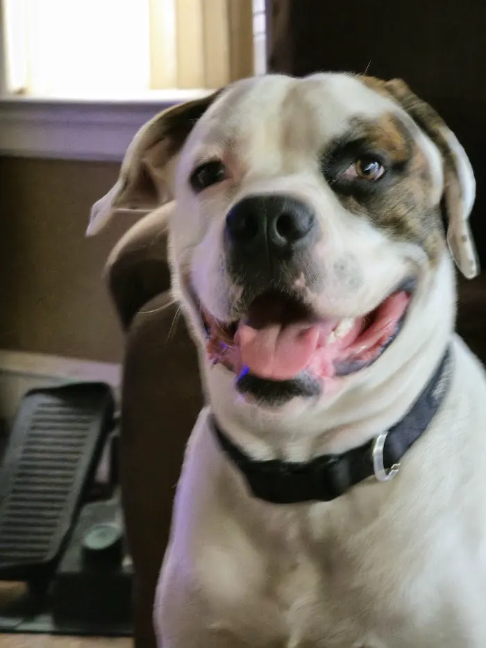 Banfield Pet Hospital 12