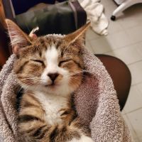Philadelphia Animal Hospital ico
