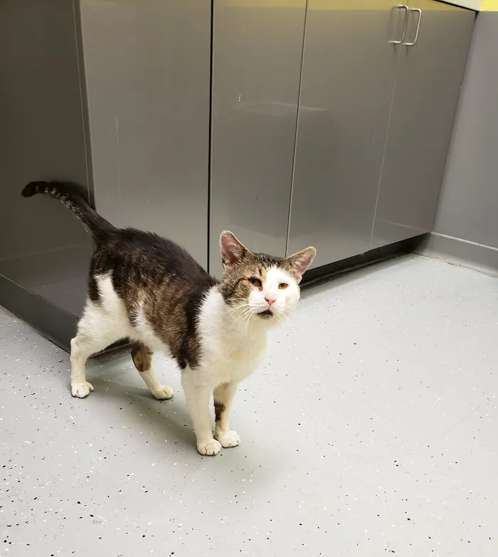 Philadelphia Animal Hospital 8