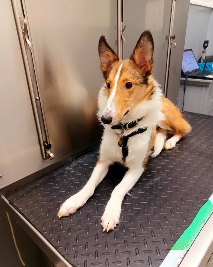 Caring Hands Veterinary Clinic 6