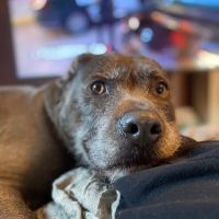 Caring Hands Veterinary Clinic ico
