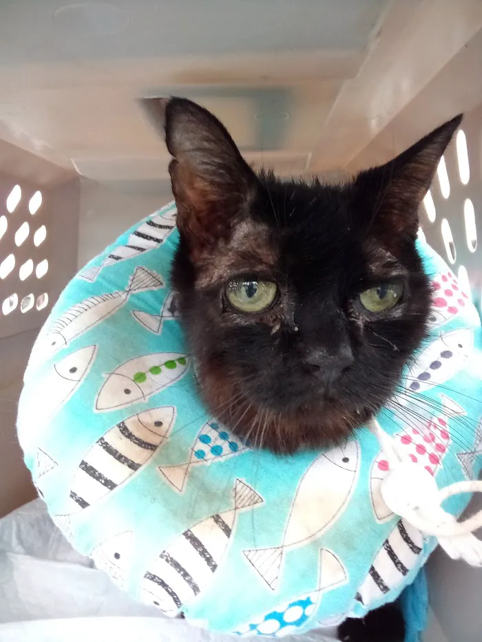 Caring Hands Veterinary Clinic 9