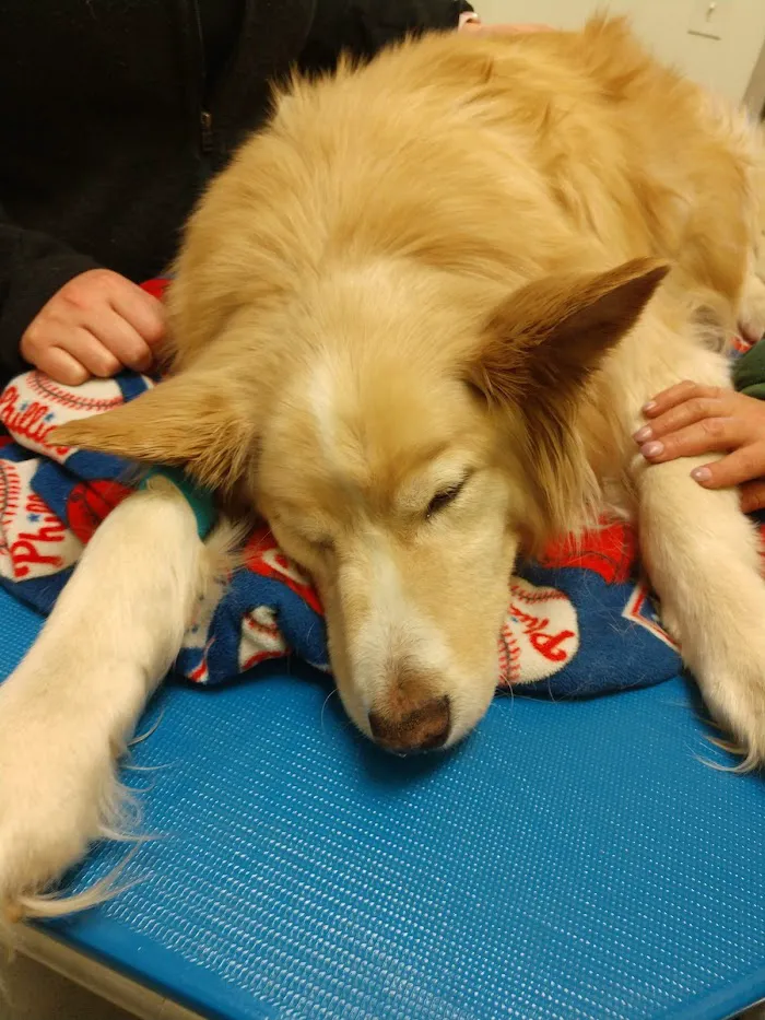 Caring Hands Veterinary Clinic 5