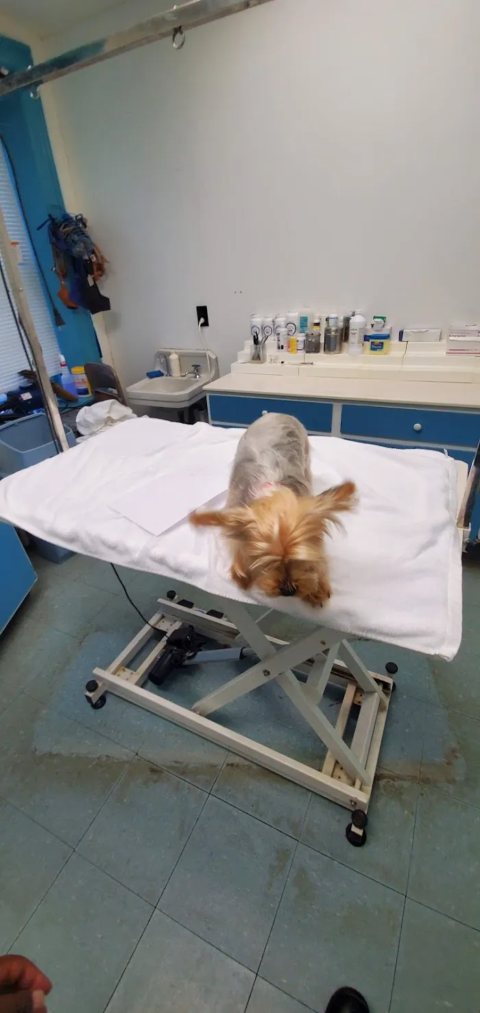 Greene Street Animal Care 12