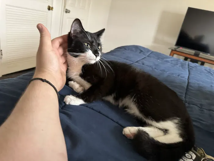 Greene Street Animal Care 12