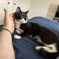 Greene Street Animal Care ico