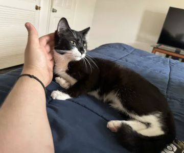 Greene Street Animal Care
