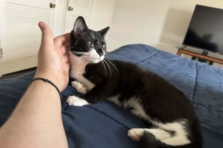 Greene Street Animal Care
