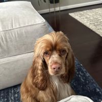 Heart + Paw ico