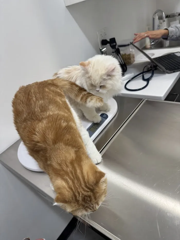 Heart + Paw 5
