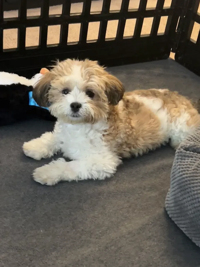Heart + Paw 3