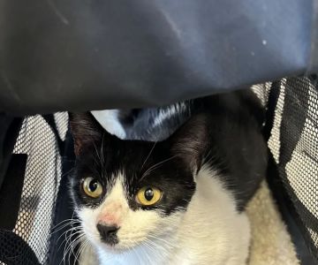Rox Falls Vet